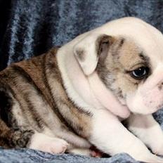 Engelsk bulldog Maggie