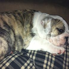 Engelsk bulldog Maggie