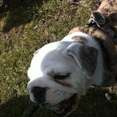 Engelsk bulldog Maggie