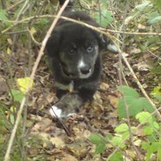 Blanding af racer Aimee