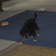 Blanding af racer Aimee