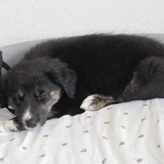 Blanding af racer Aimee