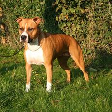 Amerikansk staffordshire terrier DKCH GreatVikingsYouMakeItReal