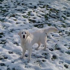 Golden retriever Brokær-Golden Midnightblue Tennesse (Meda)