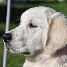 Golden retriever Brokær-Golden Midnightblue Tennesse (Meda)