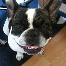 Fransk bulldog Daimi