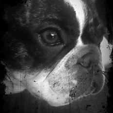 Fransk bulldog Daimi