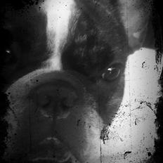 Fransk bulldog Daimi