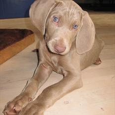 Weimaraner Kingo