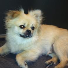 Blanding af racer Poppai