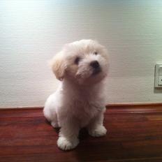 Coton de tulear Klostergaardens Cookie