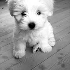 Coton de tulear Klostergaardens Cookie