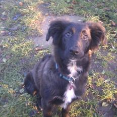 Blanding af racer Ozzie