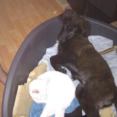 Blanding af racer Ozzie