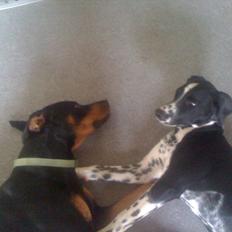 Blanding af racer Hugo Boss