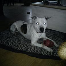 Amerikansk staffordshire terrier Bandit