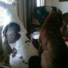 Amerikansk staffordshire terrier Bandit