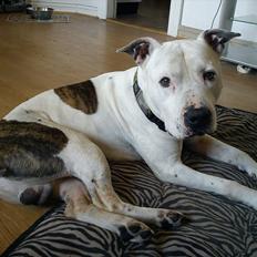 Amerikansk staffordshire terrier Bandit