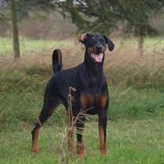 Dobermann GOF Brilliant Bibi