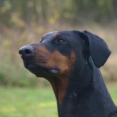 Dobermann GOF Brilliant Bibi