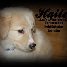 Blanding af racer Hailey