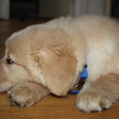 Blanding af racer Hailey