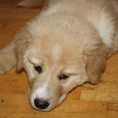 Blanding af racer Hailey