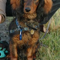 Blanding af racer Bølle