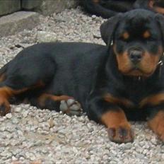 Rottweiler Lilla Aftonstjarnäs Number One (Cicco)
