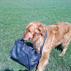 Golden retriever Basse<3<3