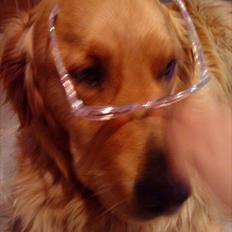 Golden retriever Basse<3<3