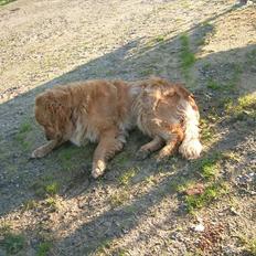 Golden retriever Basse<3<3