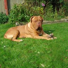 Dogue de bordeaux Ubu De El Siscar
