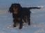 Cavalier king charles spaniel Luna
