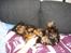 Cavalier king charles spaniel Luna