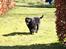 Blanding af racer Eddie - 8 ½ uge