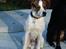 Blanding af racer Diego - jeg syntes selv han er en ret flot hund