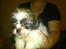 Shih tzu bobby - har været i bad 