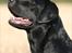 Labrador retriever Freya