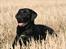 Labrador retriever Freya