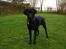 Labrador retriever Freya