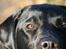 Labrador retriever Freya