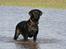 Labrador retriever Freya