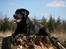Labrador retriever Freya