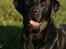 Labrador retriever Freya