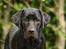 Labrador retriever Freya