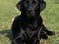 Labrador retriever Freya