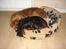 Cavalier king charles spaniel Luna