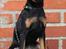Blanding af racer Ratpinscher - Shila , bor hos andre nu