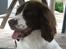 Field Trial spaniel Kissy